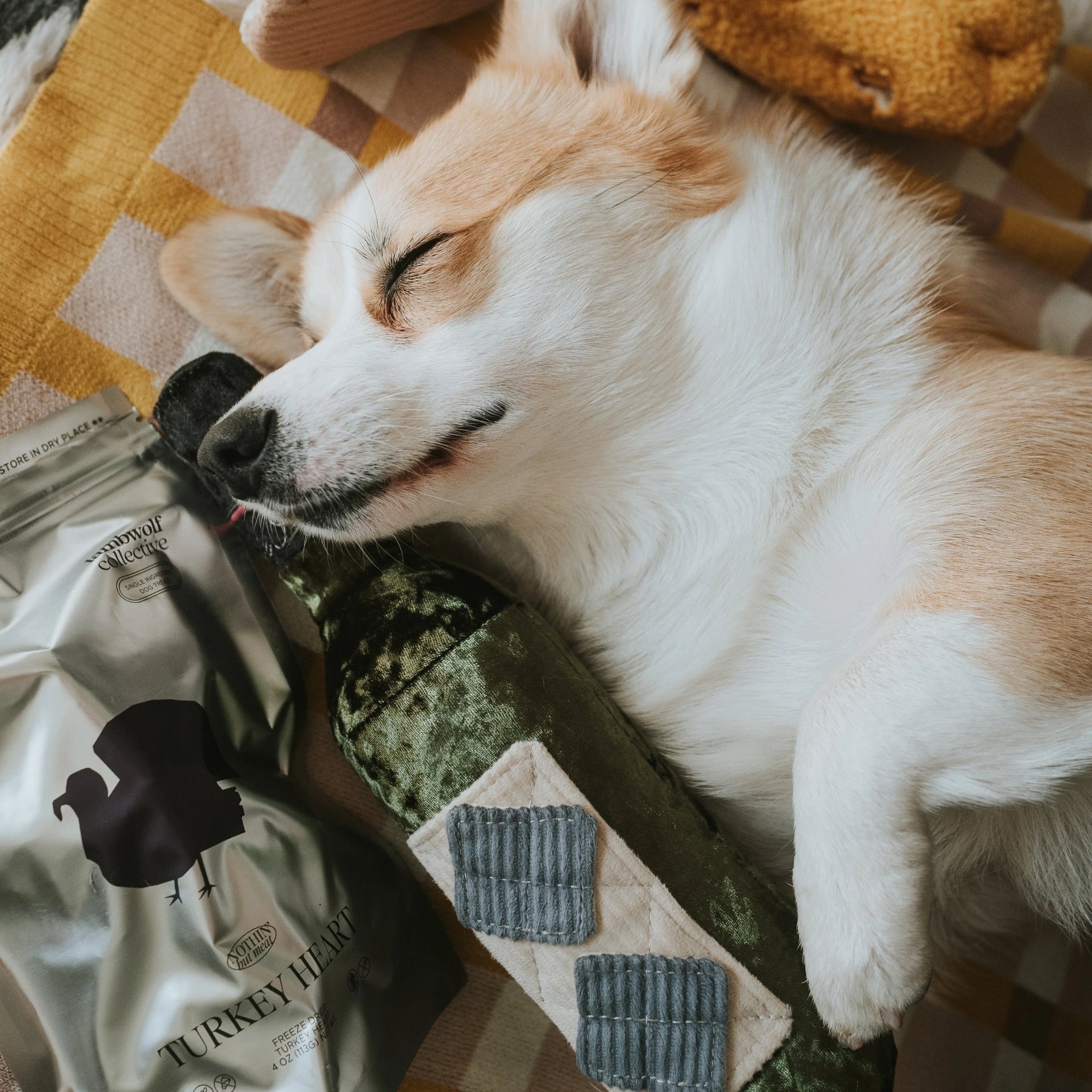 A Pembroke Welsh Corgi sleeps soundly on a blanket next to a bag of Lambwolf Collective turkey heart treats and the plush olive green Merlot wine bottle nosework toy.
