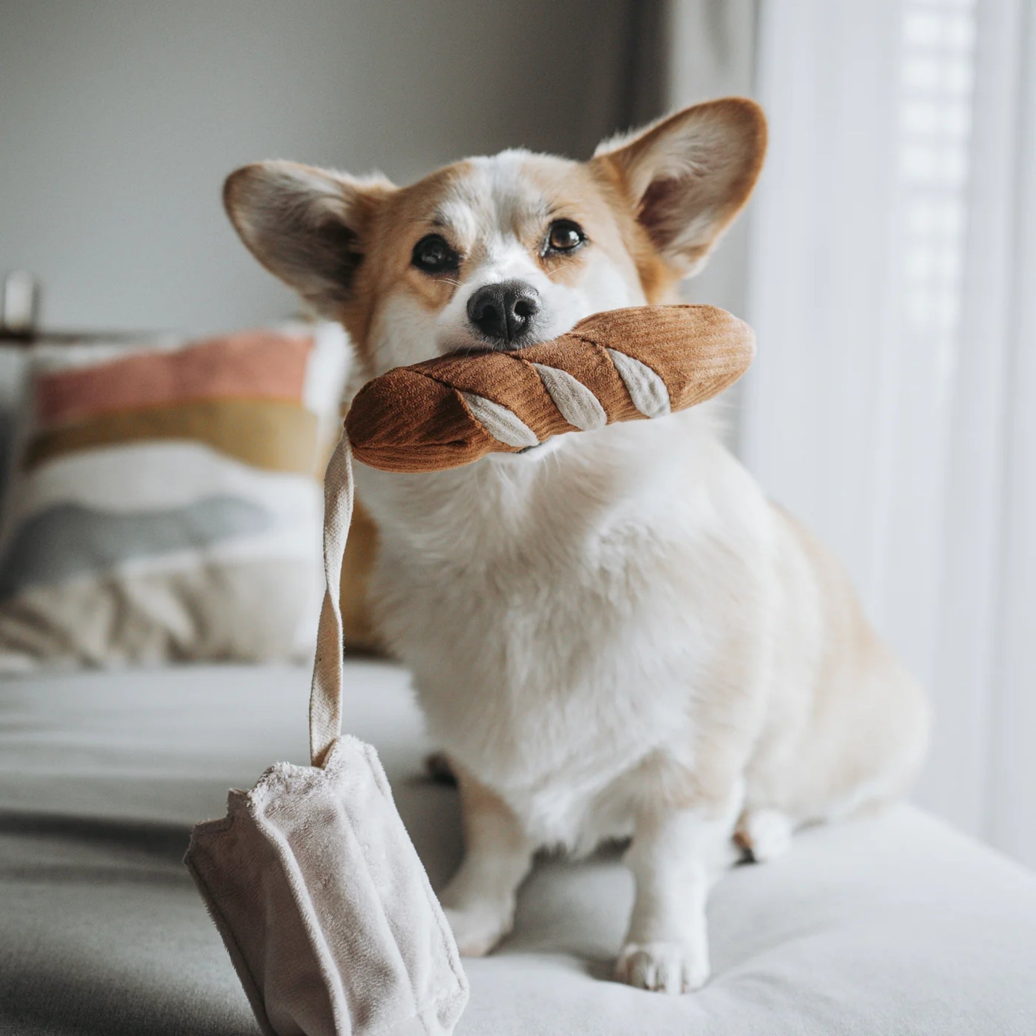 A small Pembroke Welsh Corgi sitting down while holding the plush corduroy mini baguette toy in its mouth, with the attached velvet crinkle bread bag hanging down.