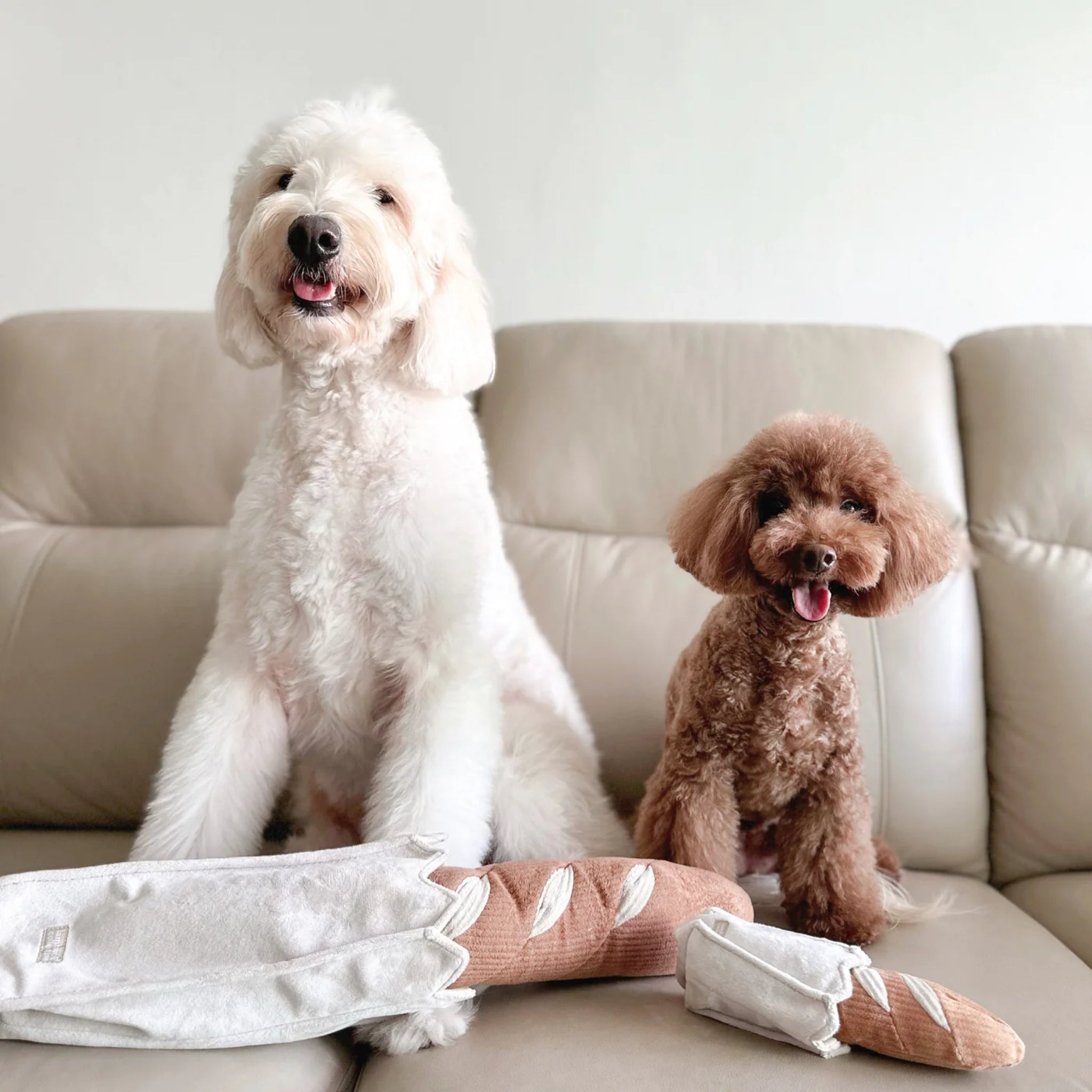 A large white poodle mix and a small brown toy poodle sitting together on a beige leather sofa behind a regular and a mini plush baguette toy in their crinkle bags.