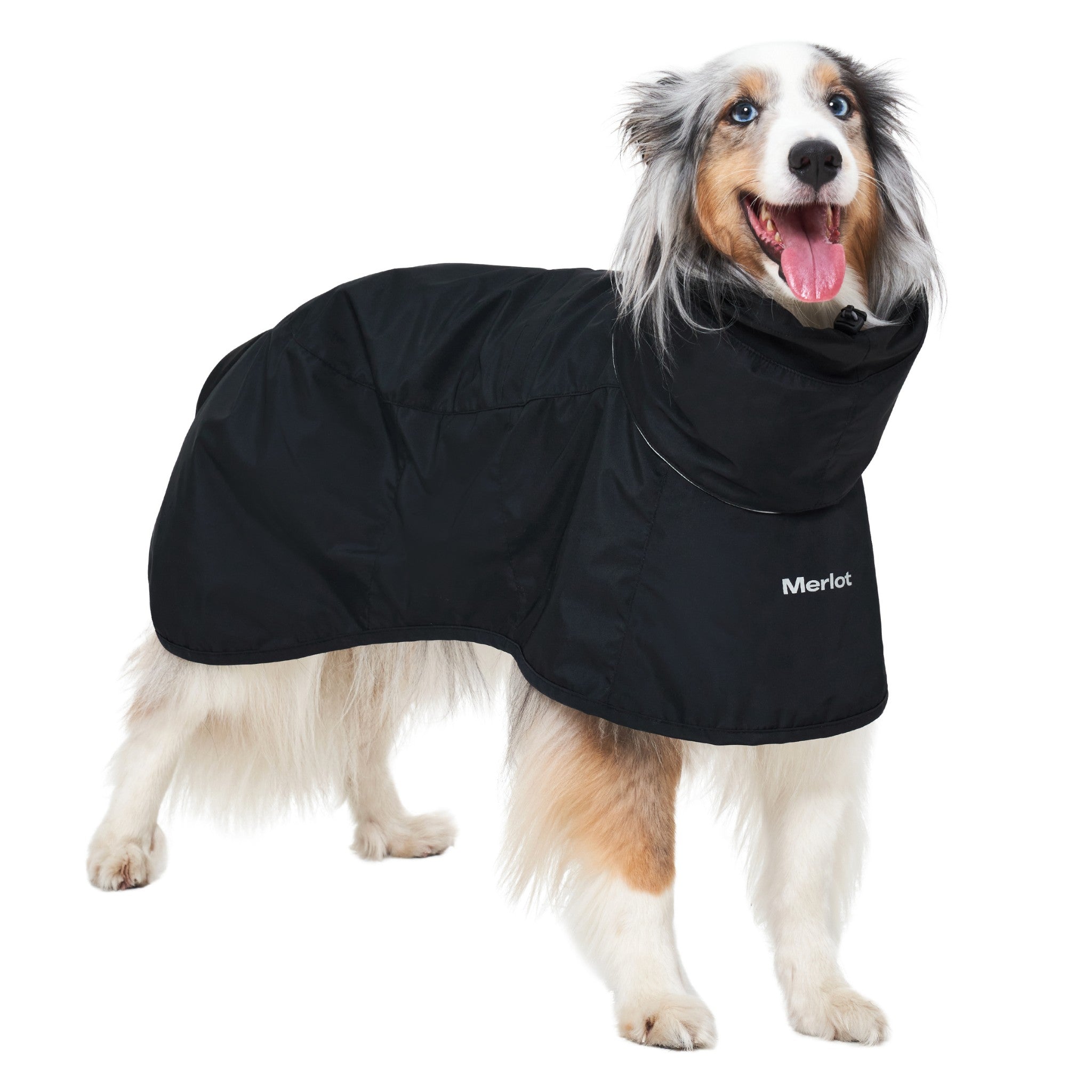 A three-quarter studio view of a happy blue merle Australian Shepherd standing in the waterproof black Merlot Ain™ dog raincoat, highlighting the high neck collar and white branded logo.