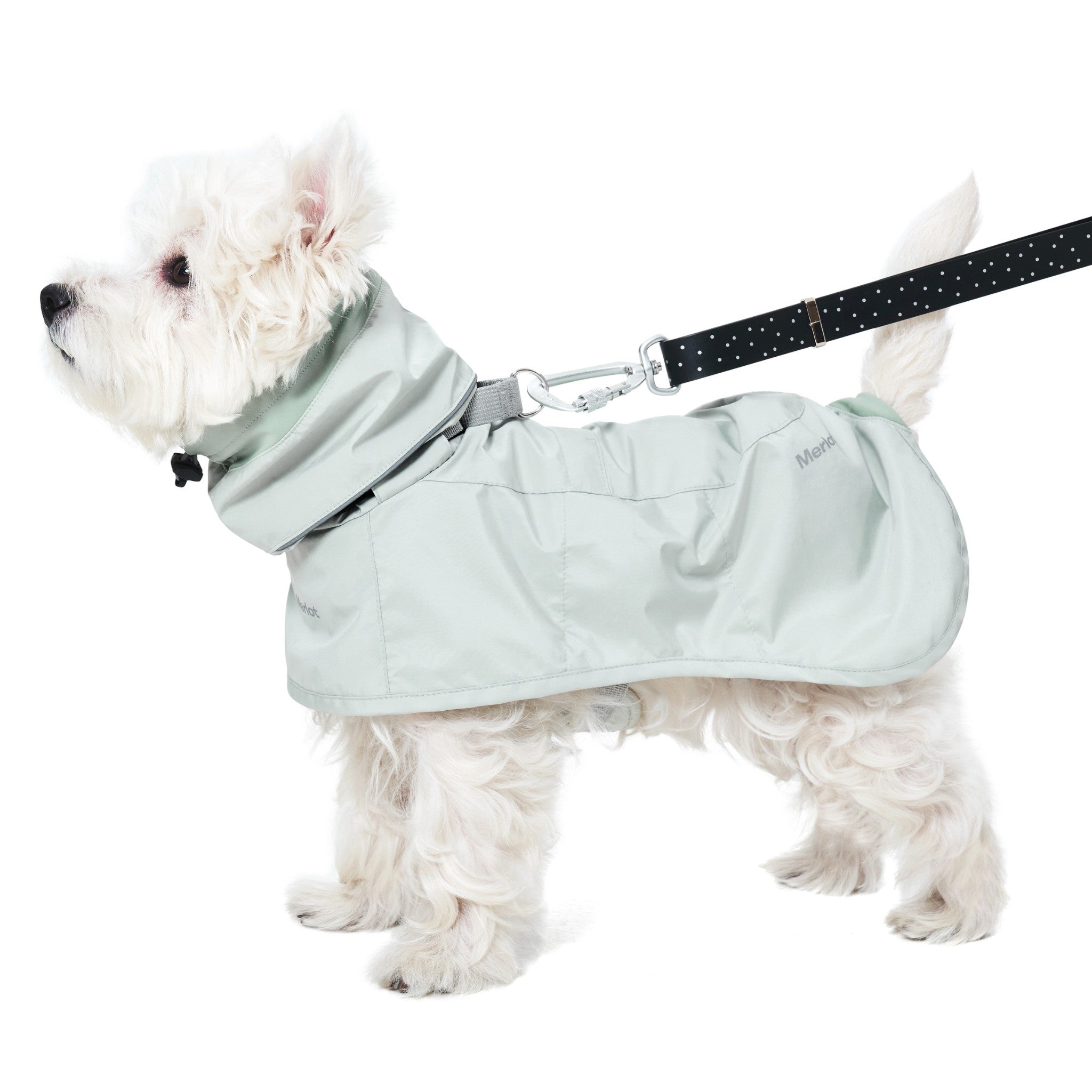 Full side profile of a white West Highland Terrier standing while wearing the waterproof lime stone Merlot Ain™ dog raincoat, with a black polka dot leash clipped onto the grey back handle.s