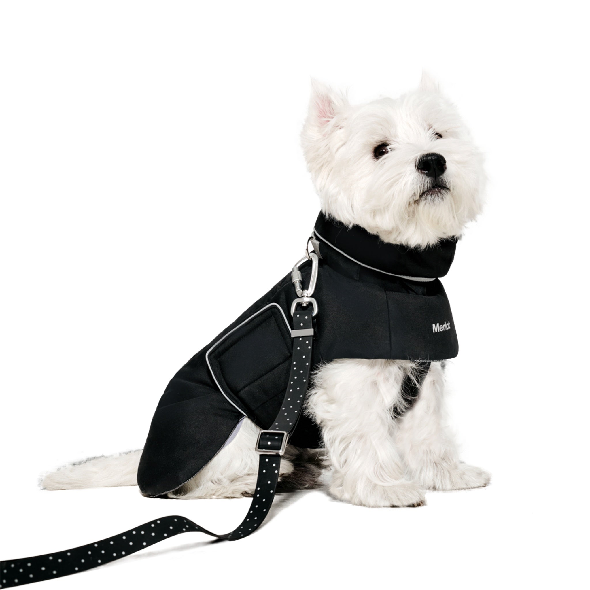 A white West Highland White Terrier sitting in side profile with a leash attached, wearing the water-resistant black Merlot puffer dog coat.