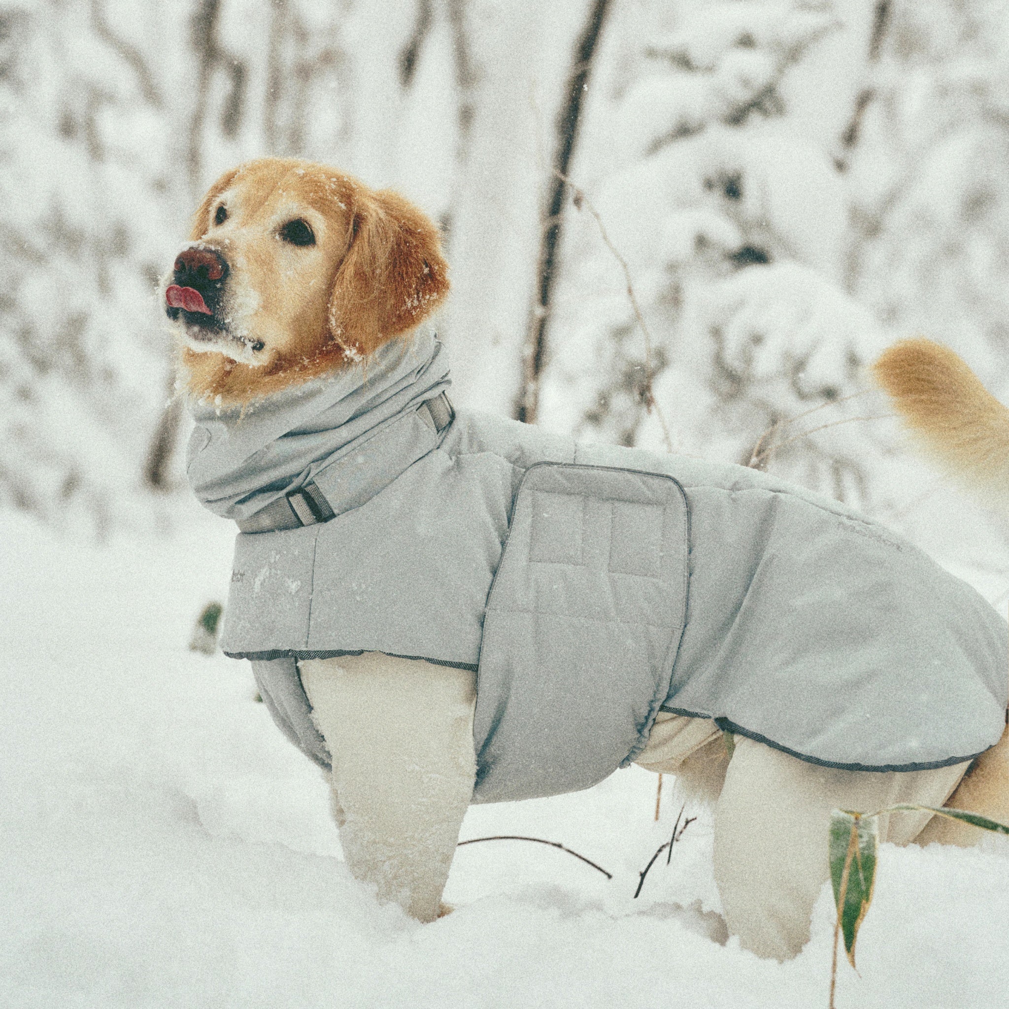 Close-up shot of a golden retriever coated in light snow flakes, highlighting the premium fabric texture and cozy adjustable cowl neck of the Lime Stone puffer jacket.