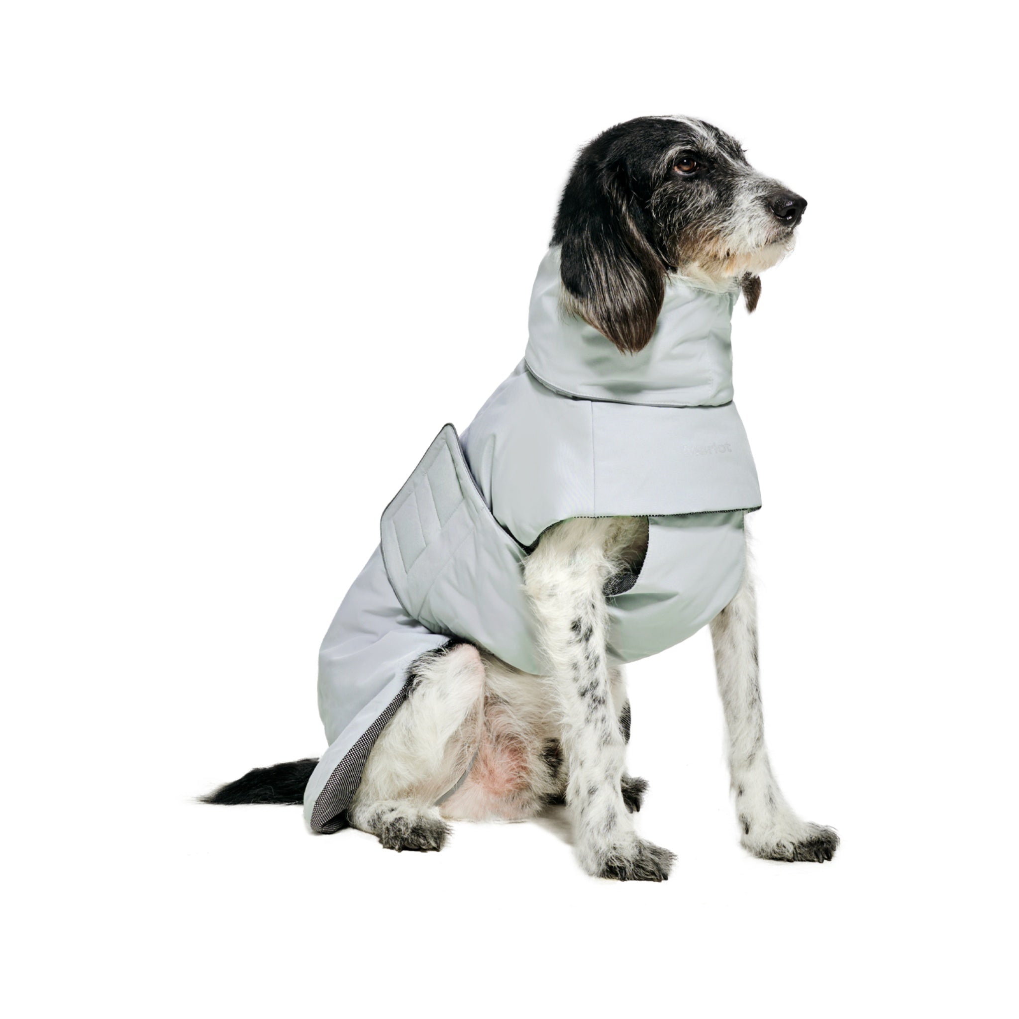 A medium-sized speckled dog sitting down against a solid black background, wearing the pale grey-green Merlot Ain™ Puffer coat in Lime Stone with its cozy high neck collar extended.