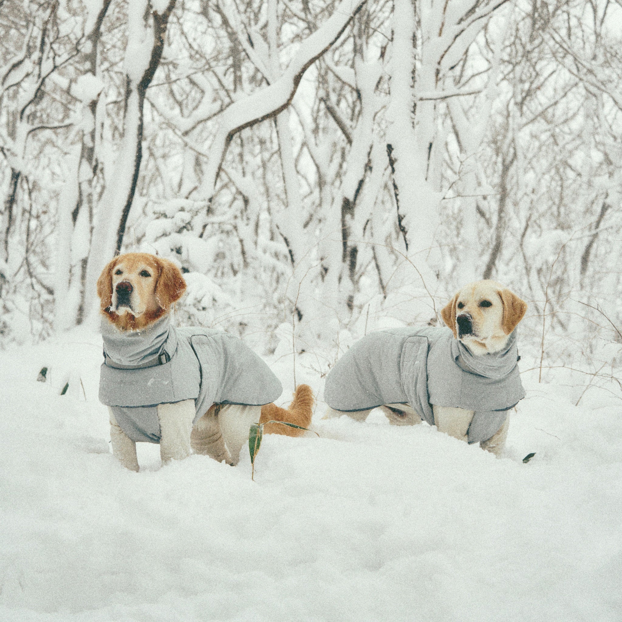Two golden retrievers standing side-by-side in deep snow, wearing matching light grey-green Merlot Ain™ winter puffer coats in the Lime Stone colorway.