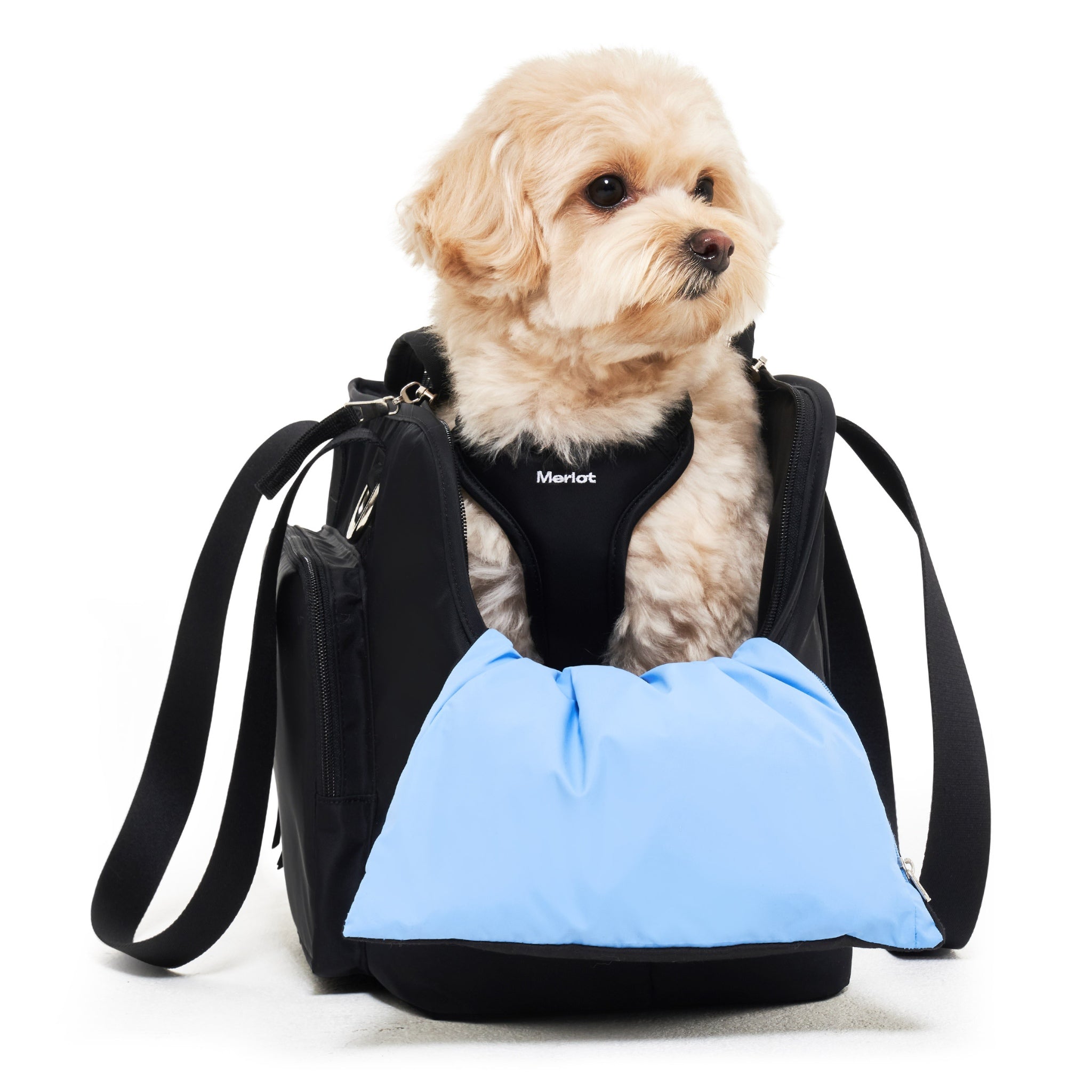 Front view of a small buff-colored dog wearing a black harness, sitting inside the black Merlot Mermer pet carrier bag with a light blue cushion draped over the front lip.