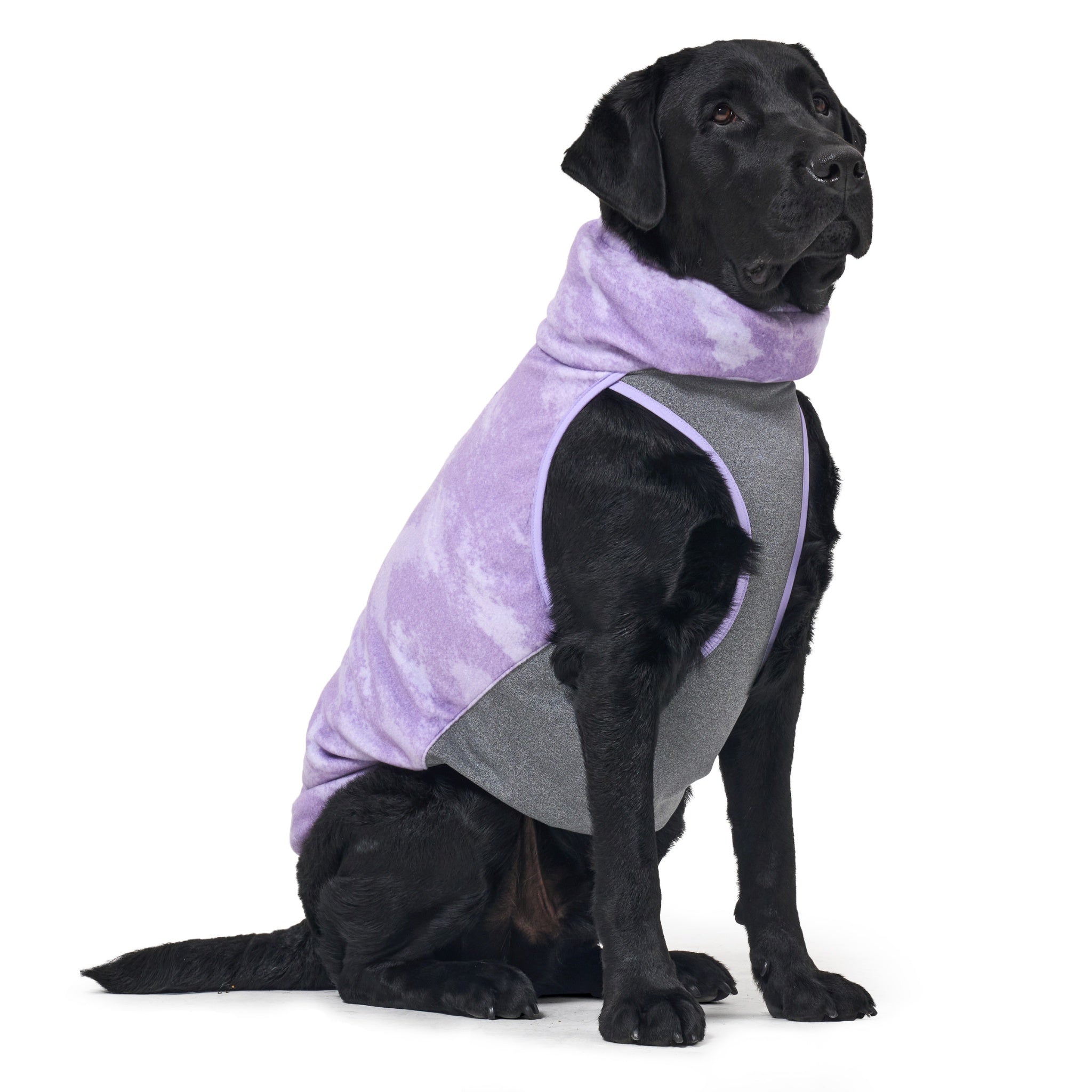 Side view of a large black Labrador sitting elegantly in a studio setting, wearing the purple cloud-textured Merlot Shelter dog coat featuring an insulated high cowl neck.