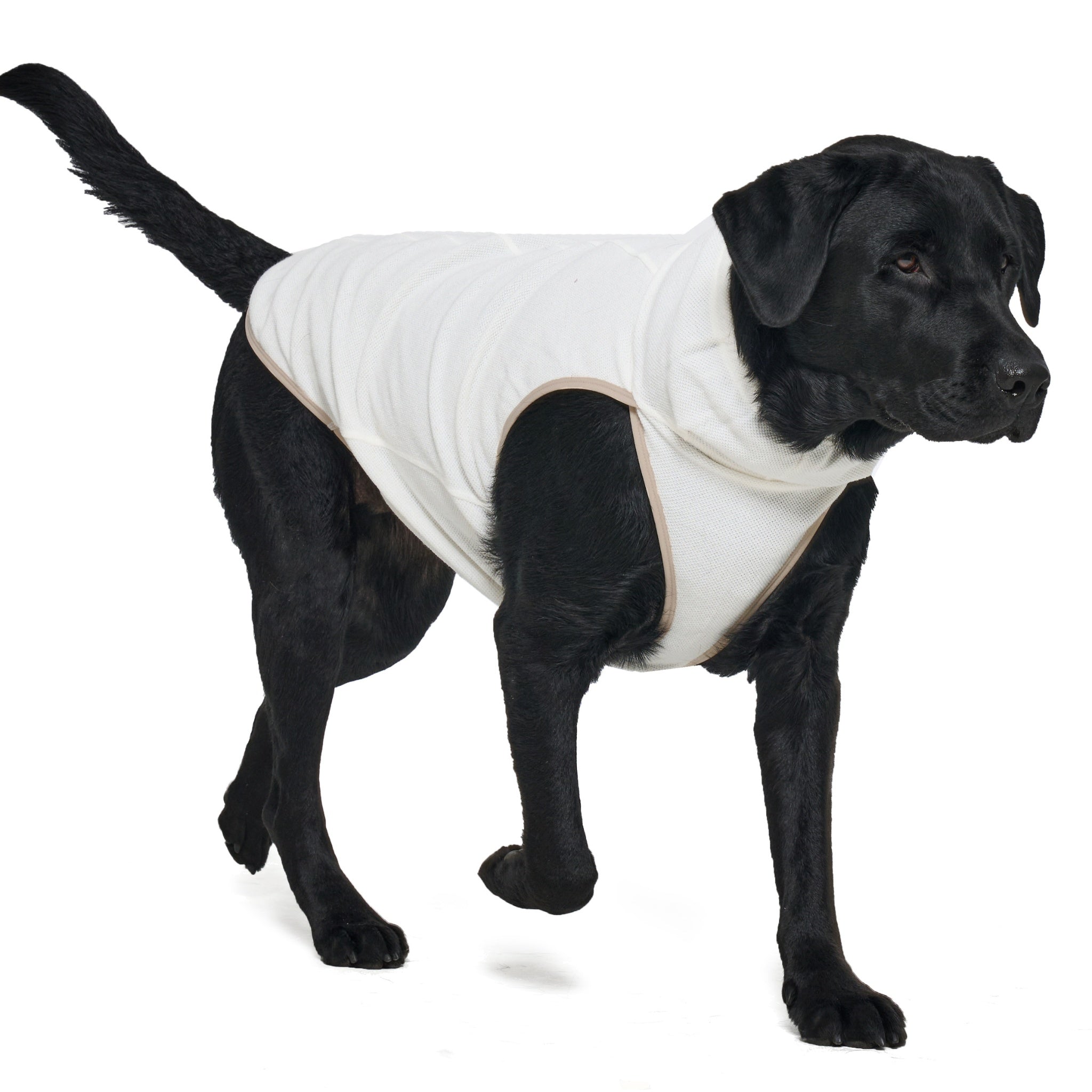 An action studio shot of a black dog mid-stride with its tail raised, displaying the flexible, lightweight mobility of the ivory Merlot Shelter Layer dog jacket.