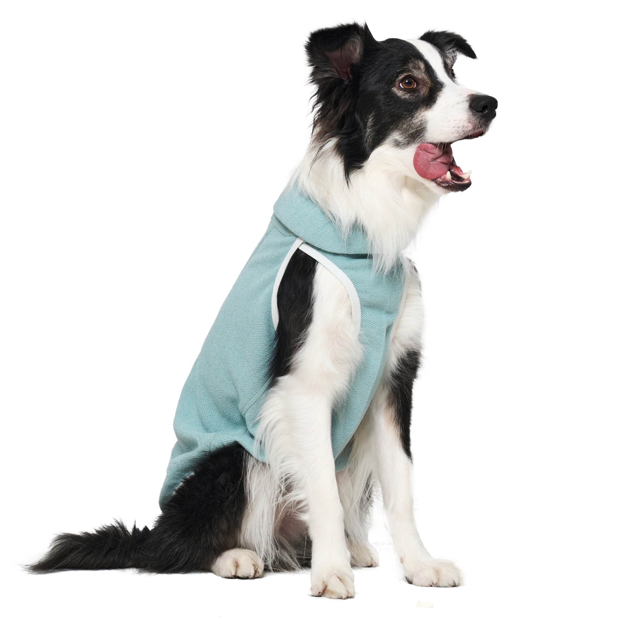 A black and white Border Collie sitting down in profile, wearing the mint green Merlot Shelter Layer dog jacket with an open mouth and happy expression.