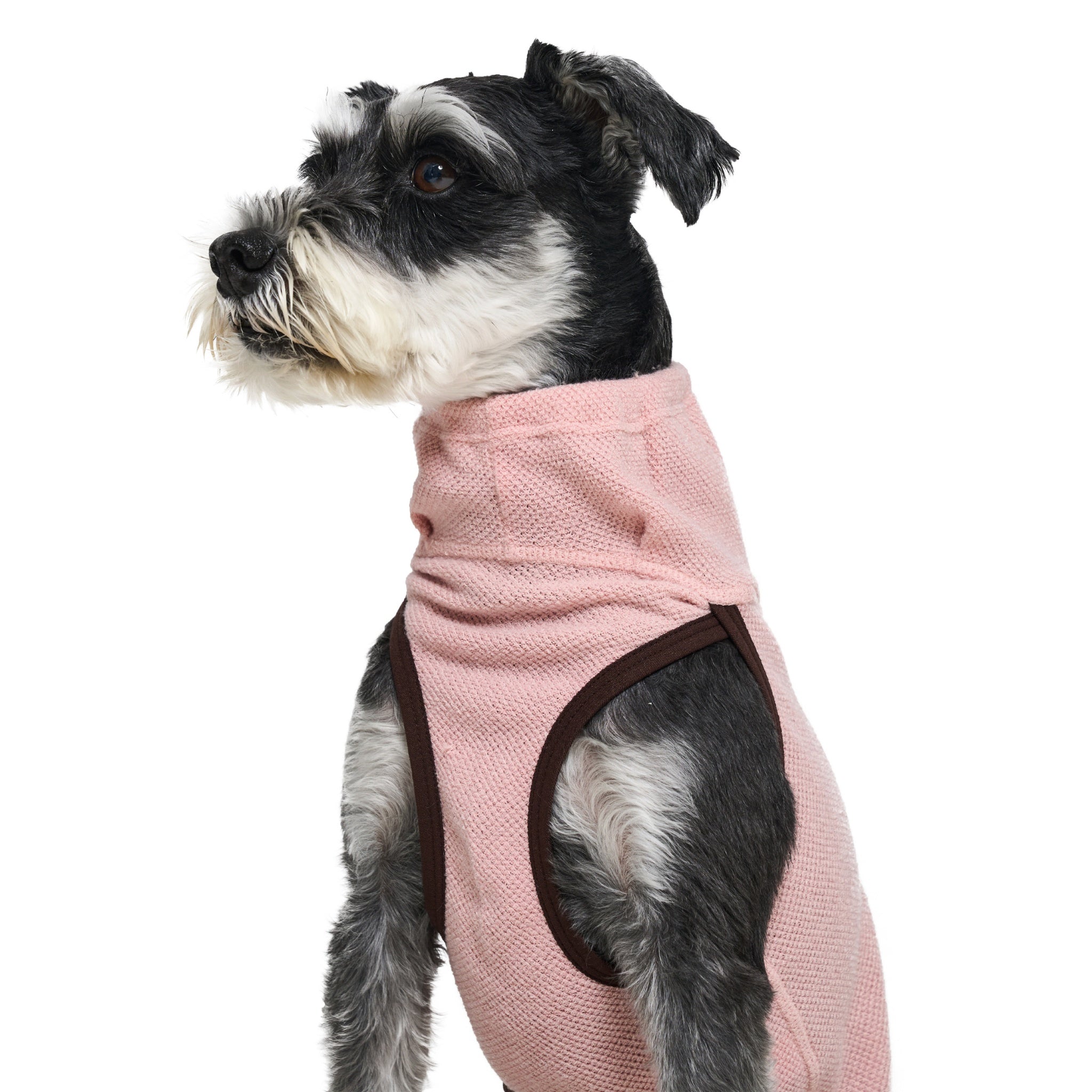 Full side profile shot of a black and silver Miniature Schnauzer standing against a white background, wearing the pastel pink Merlot Shelter Layer dog jacket with dark brown trim edges.