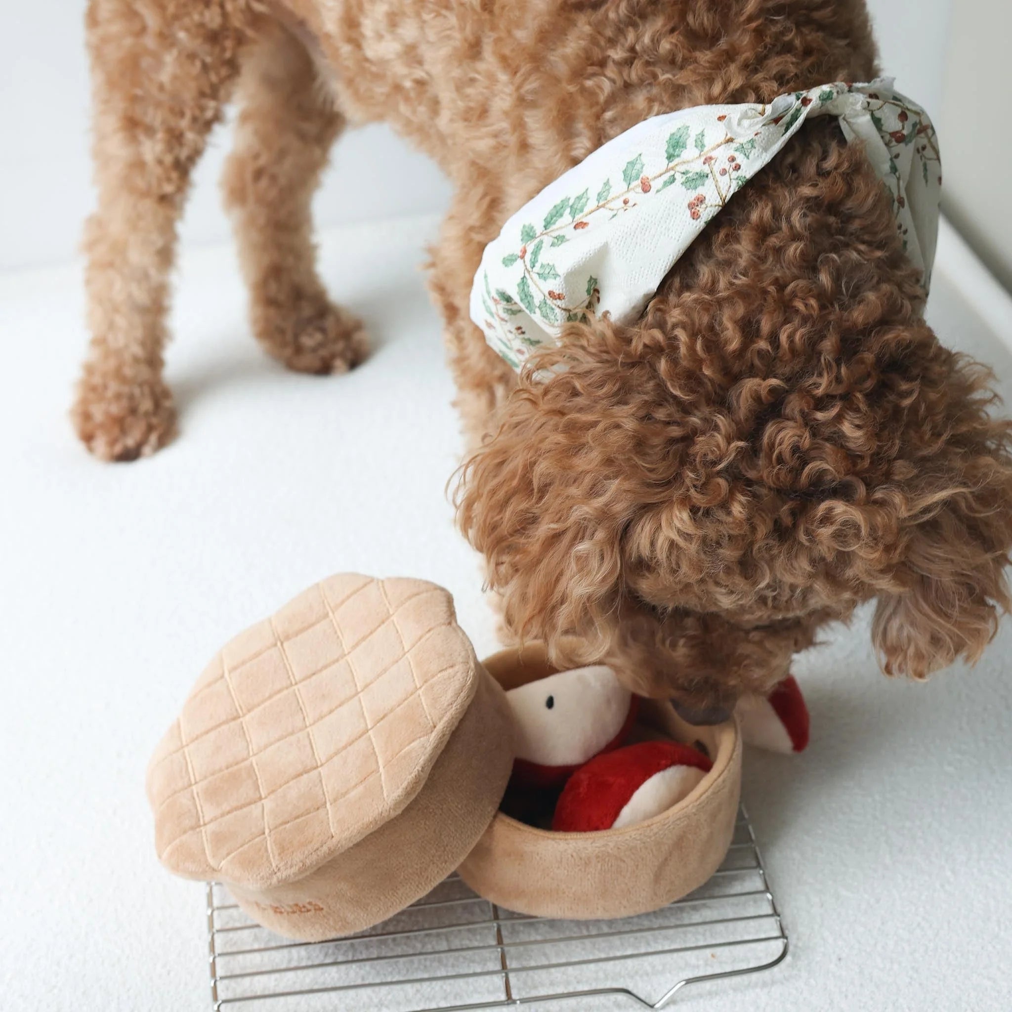 A brown poodle wearing a festive holiday bandana sniffing out hidden treats inside the plush Apple Pie interactive dog toy by Pups and Bubs.