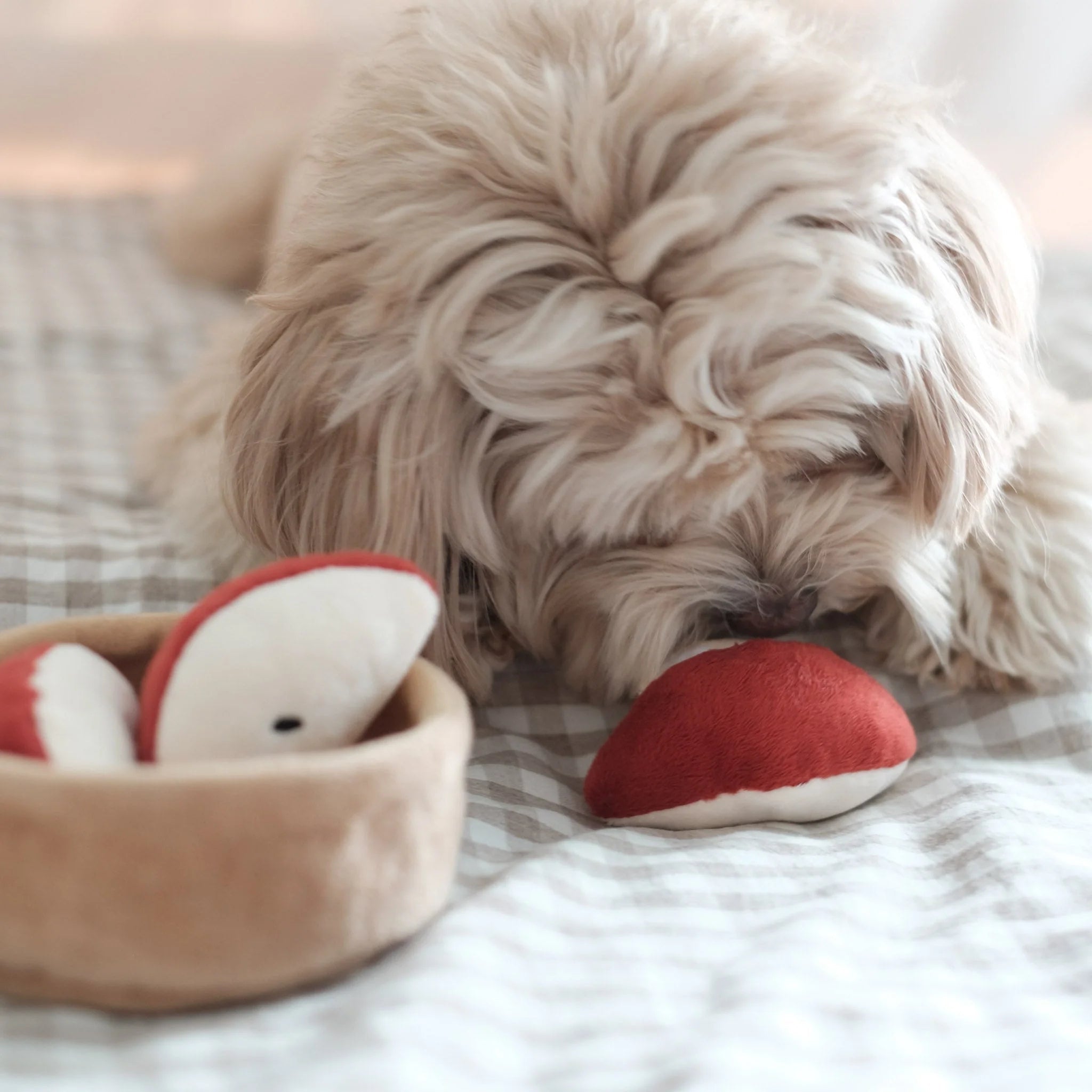 A small fluffy dog intently sniffing a red plush apple slice to find hidden treats on a brown and white gingham blanket.