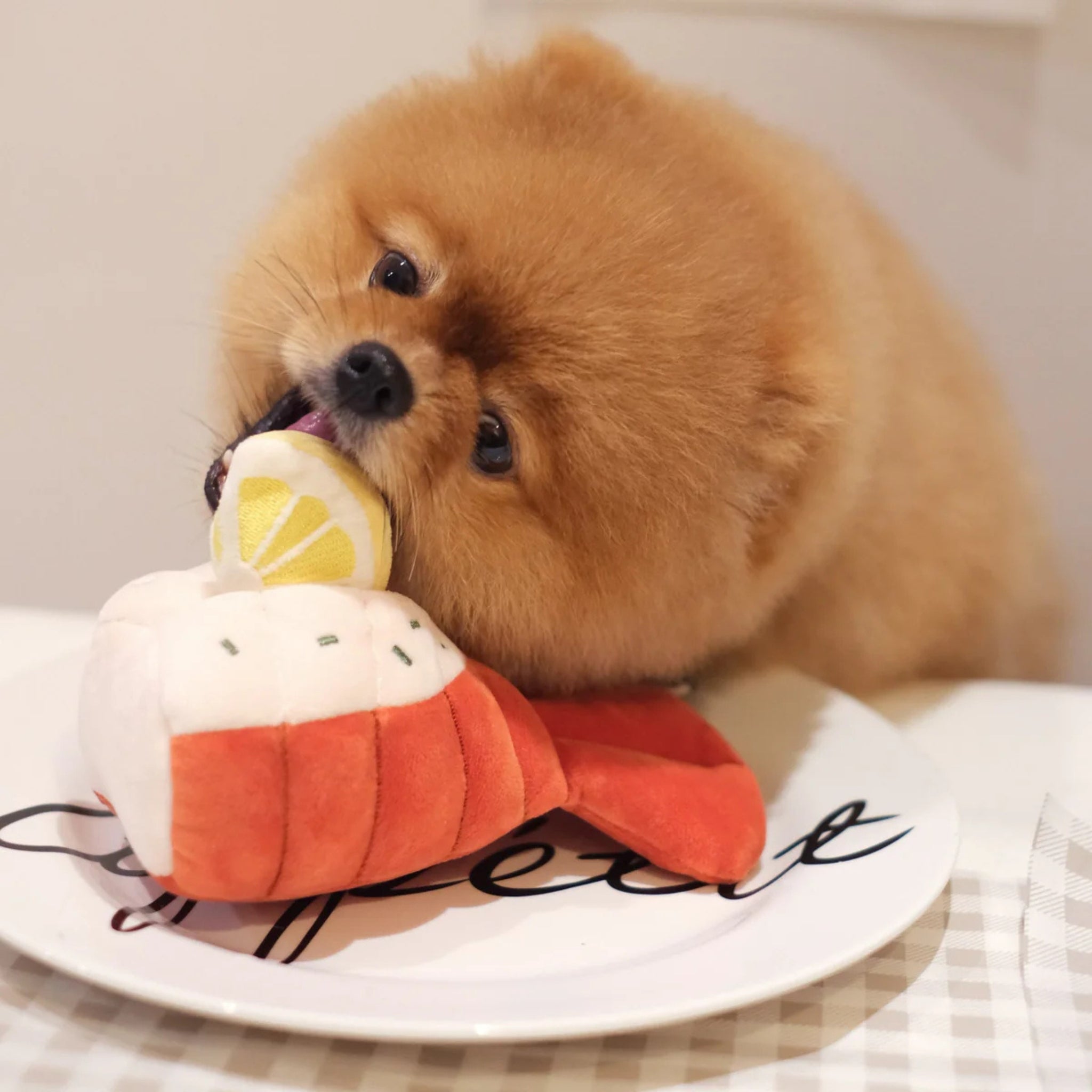 Close-up of a fluffy Pomeranian biting the plush yellow lemon slice attached to the soft orange grilled lobster interactive dog toy on a plate.