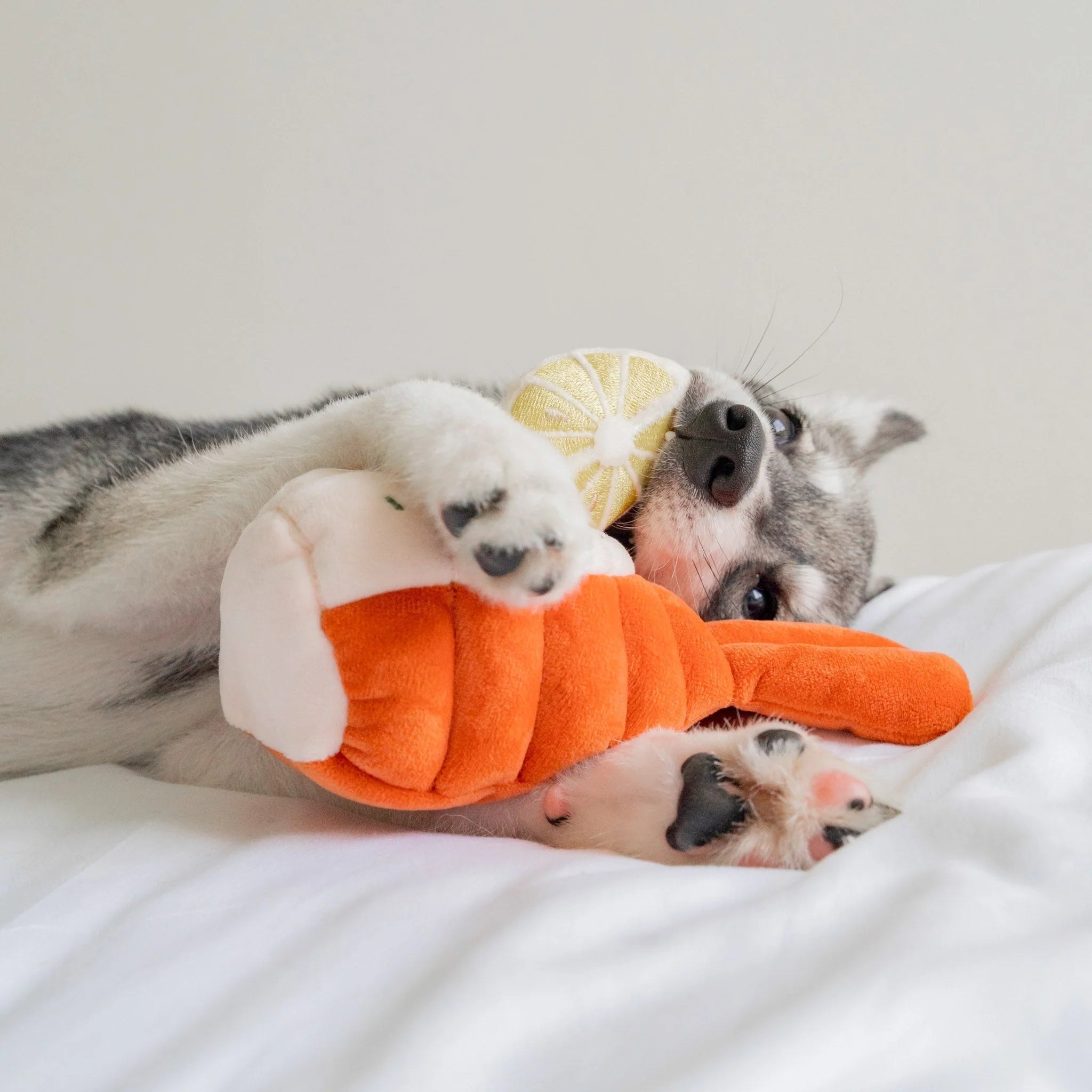 A happy puppy lying on its back on white bedding, playfully holding the orange plush grilled lobster toy with its paws.