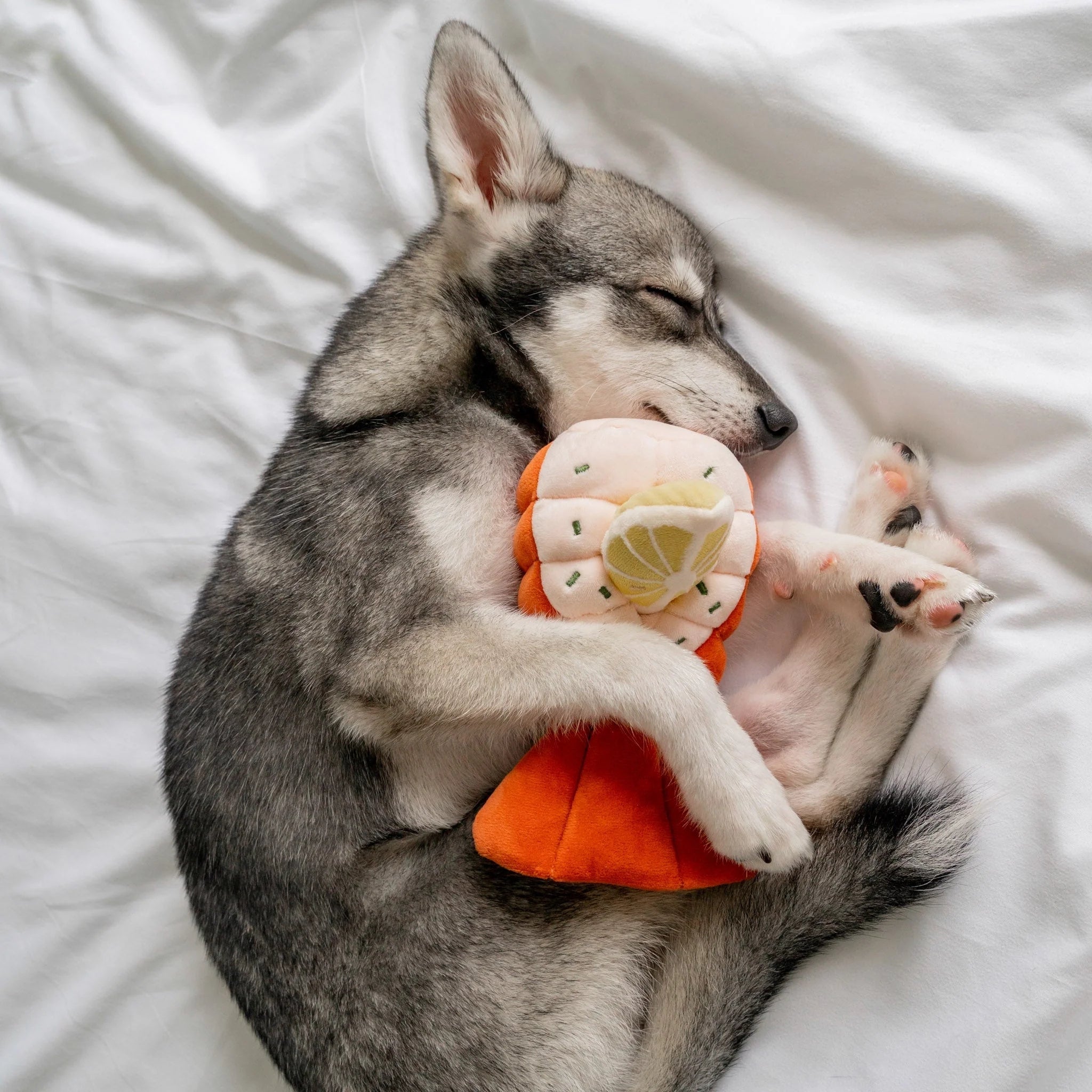 An adorable husky puppy sleeping soundly on white bed sheets while cuddling the orange plush grilled lobster interactive dog toy.