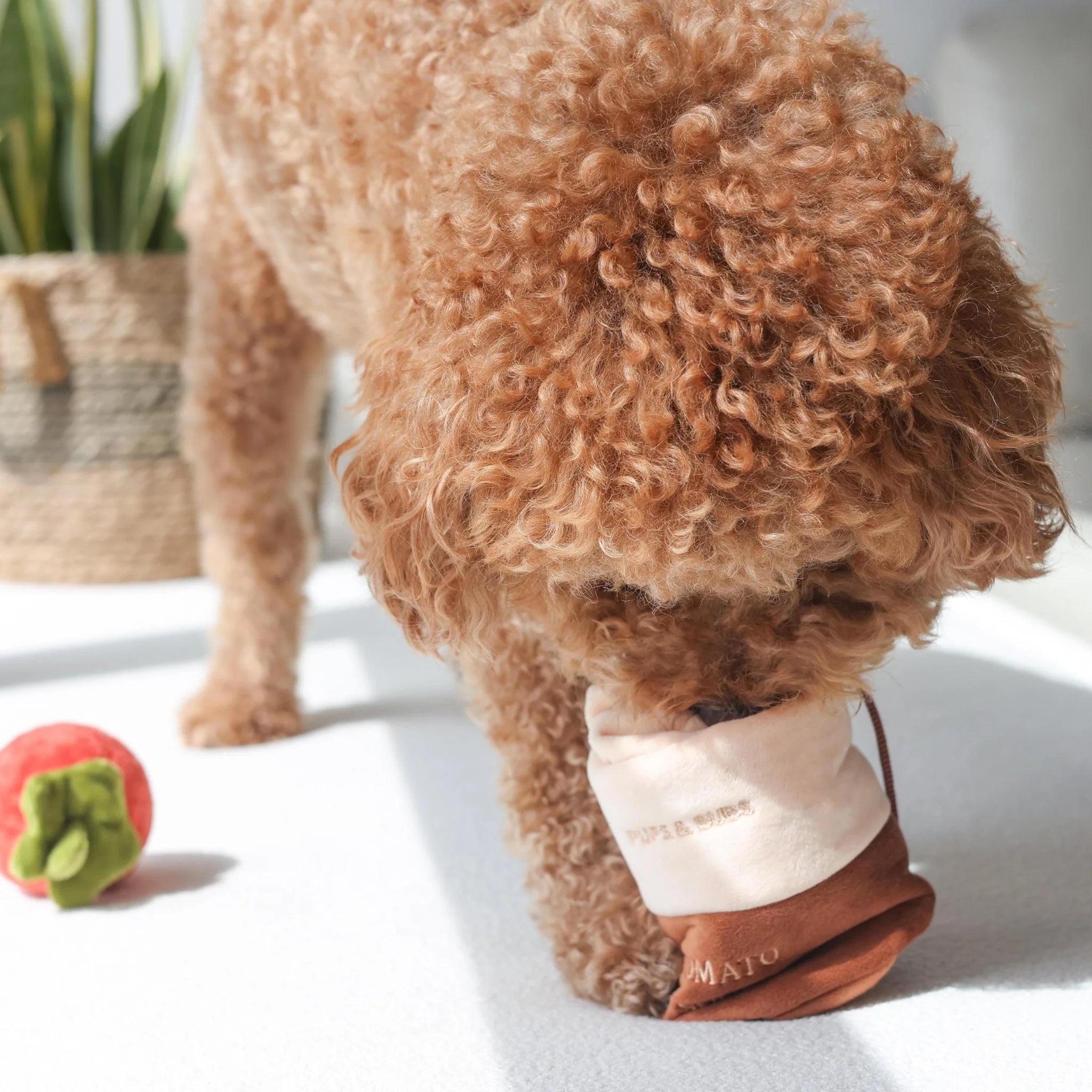 A fluffy brown poodle actively sniffing and exploring the internal treat pockets of the Tomato Soup interactive plush dog toy during a nosework training session.